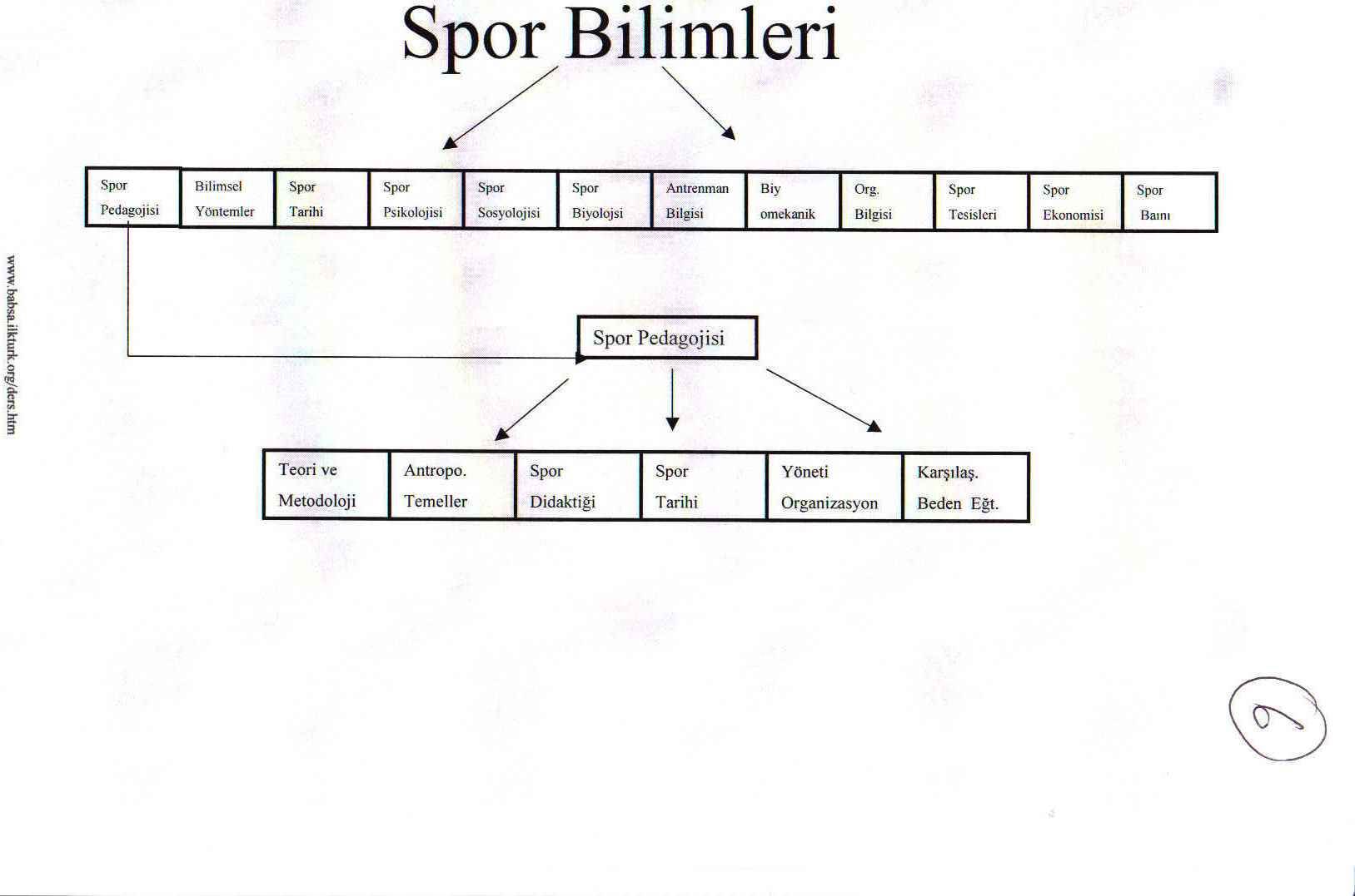 Spor Bilimi - Konu 7 